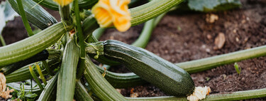 Así puedes cultivar tu propio calabacín en macetas para tener una buena cosecha, incluso en interiores