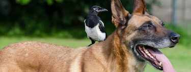 Pastor belga malinois: el superperro hiperactivo que se ha puesto de moda no se adapta fácilmente a una rutina familiar