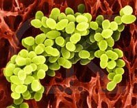 El móvil un nido de microbios