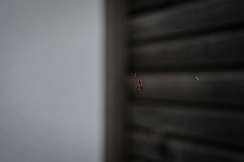 mosquitera lidl