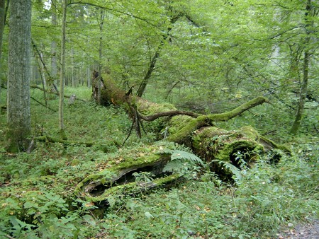 bosque