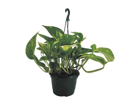Planta Verde Colgante Lidl Poto