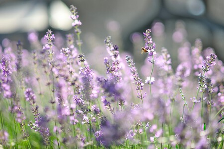 lavanda