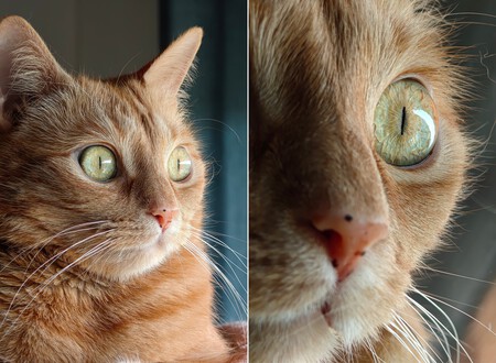 Gato Motorola