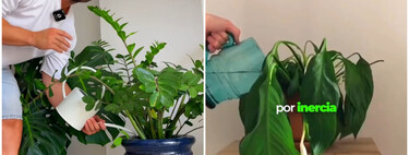 Álvaro Pedrera, experto en plantas: "Si riegas tus plantas una vez a la semana, estás cometiendo uno de los errores que más plantas se ha cargado" 