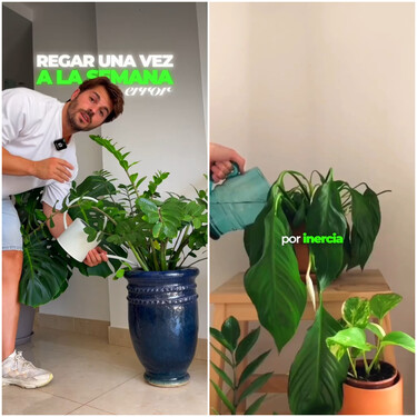 Álvaro Pedrera, experto en plantas: "Regar una vez a la semana es el error que más plantas mata"
