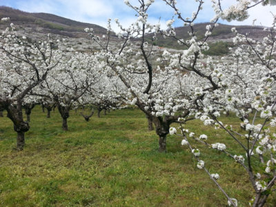 La ruta del Cerezo en Flor con la que querrás perderte en el Valle del Jerte
