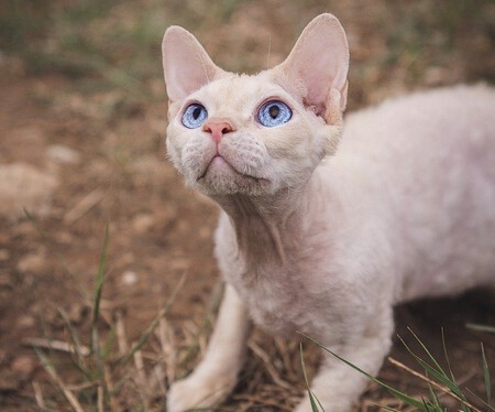 Devon Rex Detalle Ojos