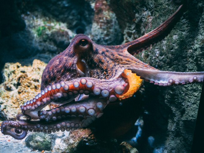 Muerte Pulpo