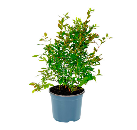Planta Arandanos
