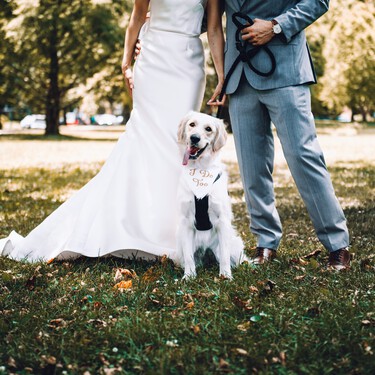 Perros y gatos ya pueden ser testigos (simbólicos) de boda: la tendencia más emotiva entre quienes los consideran parte de la familia 