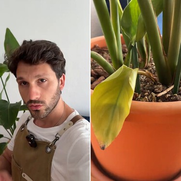 Ignacio Guio, experto en plantas: "La esterlicia suele mostrar hojas amarillas cuando el riego no está bien ajustado"