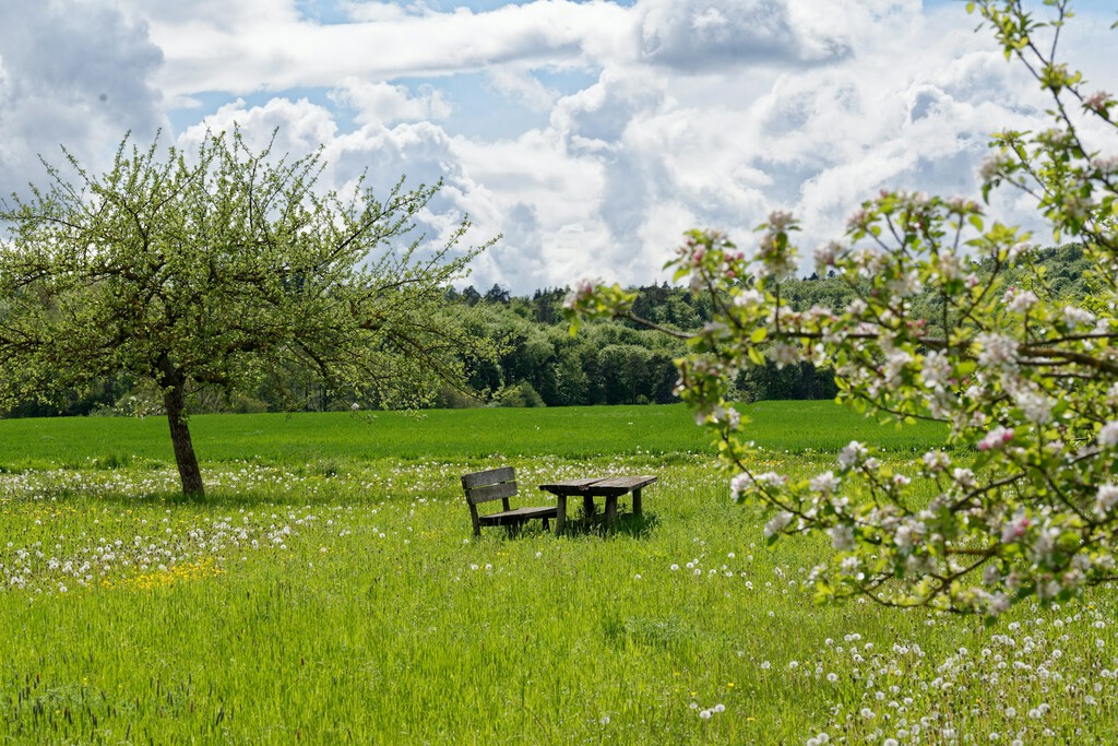 Siete árboles frutales que crecen rápido y son ideales para tener fruta en poco tiempo