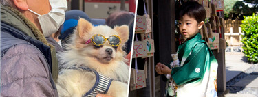 O Japão está ficando sem crianças, então os cachorros estão assumindo seu lugar nos rituais 