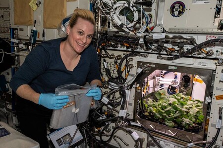 Estos son los primeros rábanos que se cultivan en la Estación Espacial Internacional