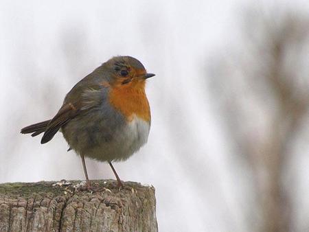 Animales que son estrellas de la música, y humanos que quieren ligar
