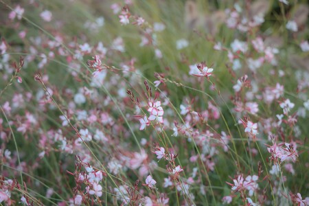 gaura