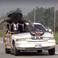 Una persona cortó su auto para llevar a un toro de copiloto. Sí, lo multaron 