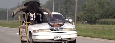 Una persona cortó su auto para llevar a un toro de copiloto. Sí, lo multaron 