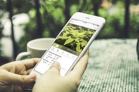 Feliz 420: tres redes sociales para los amantes de la marihuana