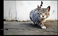 El gatopardo come de las indemnizaciones por despido