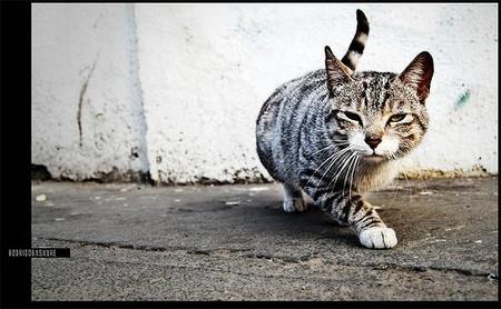 El gatopardo come de las indemnizaciones por despido