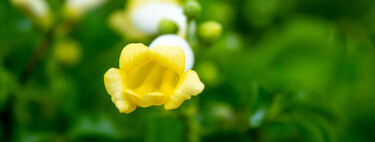 La planta que pocos conocen que florece todo el año y apenas pide mantenimiento 