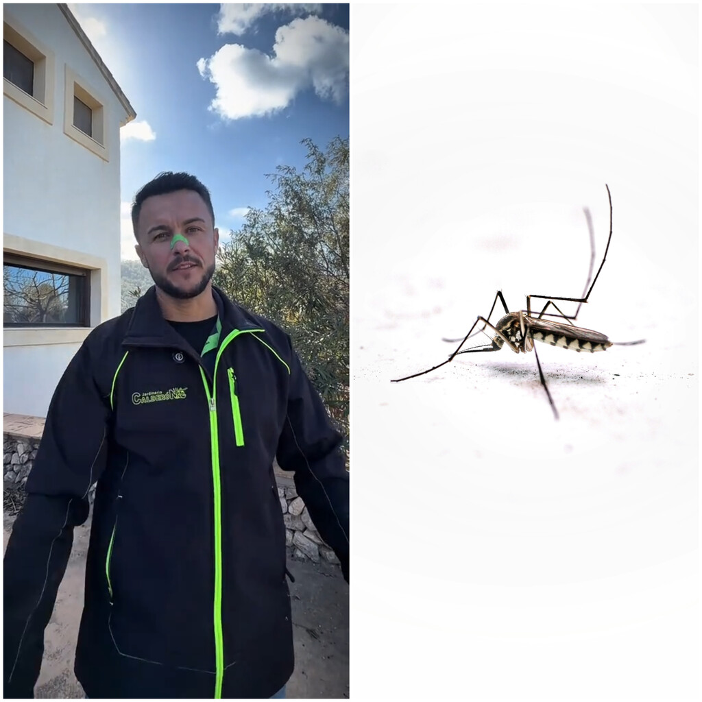 Joan Calderón, jardinero: «Muchas personas te dirán que uses spays o velas para repeler a los mosquitos, pero yo uso estas tres plantas»