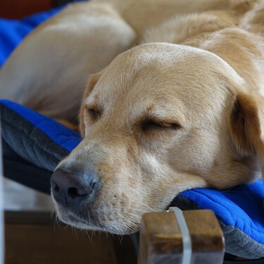 Un perro necesita una cama propia. Estas son las mejores 