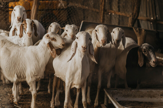 Una empresa ganadera familiar con 1.500 cabras: "En España no se produce suficiente carne para el consumo". El problema es que criar ganado ya no sale a cuenta