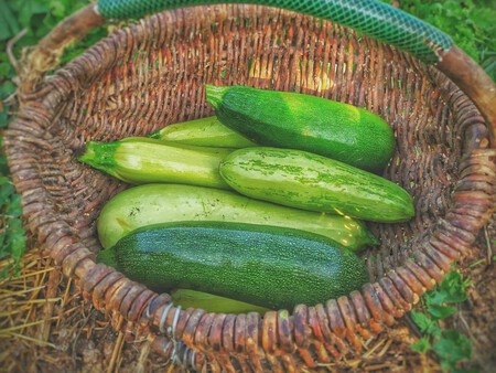 Calabacines Huerto