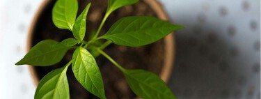 Ni en el suelo ni en el jardín: estas plantas de exterior viven mejor en maceta 