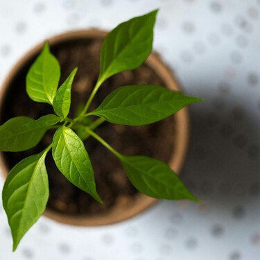 Ni en el suelo ni en el jardín: estas plantas de exterior viven mejor en maceta 