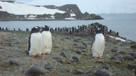 Pinguinos 2