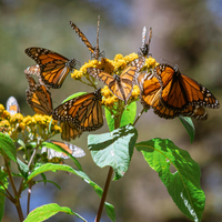 Por primera vez, 500 mariposas monarca con microchips de rastreo llegan a México provenientes de Canadá 