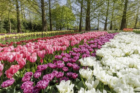 Keukenhof 2017 1
