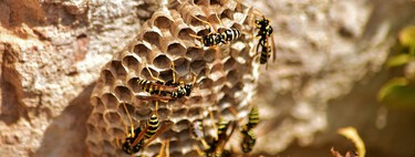 Adiós a las avispas: con este truco podrás eliminarlas de tu jardín para siempre