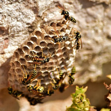 Adiós a las avispas: con este truco podrás eliminarlas de tu jardín para siempre