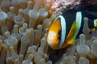 Bunaken: el mejor lugar para bucear en Indonesia