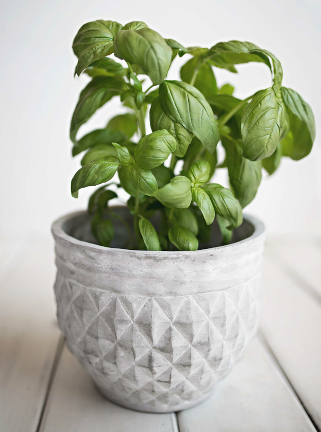 Albahaca
