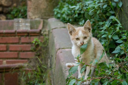 Un gato callejero