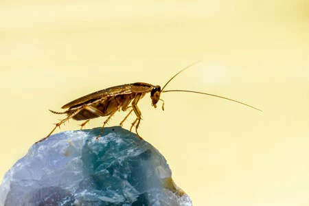 Ivan Alias El Bicho Raro Experto En Plagas El Mejor Insecticida Contra Las Cucarachas No Sirve De Nada Si Antes No Haces Esto