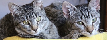 Si tu gato se lleva mal con los demás, estos tres trucos te ayudarán a que sea más sociable 