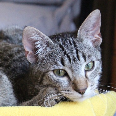 Si tu gato se lleva mal con los demás, estos tres trucos te ayudarán a que sea más sociable 