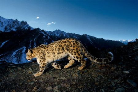 Aperture y el Leopardo de las nieves a 3600 metros de altura
