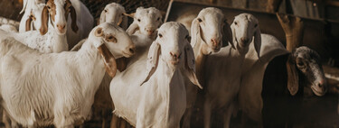 Una empresa ganadera familiar con 1.500 cabras: "En España no se produce suficiente carne para el consumo". El problema es que criar ganado ya no sale a cuenta