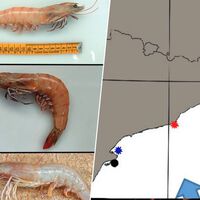 El Ebro se está llenando de langostinos café, una especie invasora que cada vez nos vamos a encontrar más en el plato