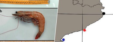 El Ebro se está llenando de langostinos café, una especie invasora que cada vez nos vamos a encontrar más en el plato
