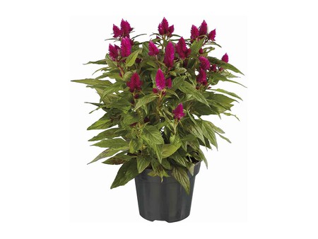 Celosia Zoom