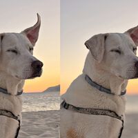 Acabo de descubrir que el iPhone puede convertir en retratos fotos que no lo son. Así se hace 